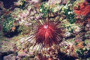 needle urchin Diadema palmeri