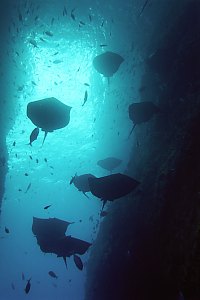 short tailed stingrays at the Poor Knights