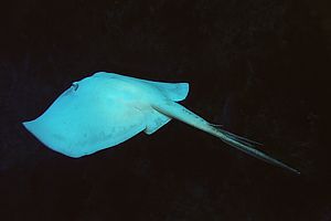 Albino stingray has three stings