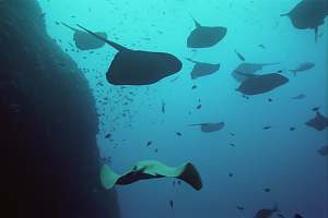 a socialising school of Short-tailed stingray (Dasyatis brevicaudata)