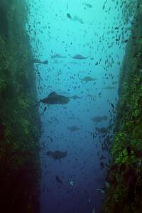 short tailed stingrays at the Poor Knights