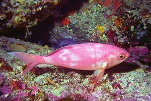 pink moamao sleeping Caprodon longimanus