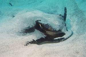 closeup of eagle ray