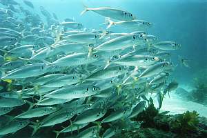 jackmackerel Trachurus novaezelandiae