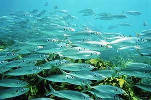 jackmackerel Trachurus novaezelandiae