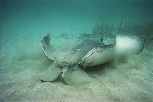 Large female short-tailed stingray without tail