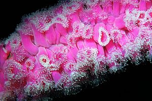 jewel anemone (Corynactis haddoni)