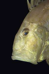 f021328: An old john dory (Zeus