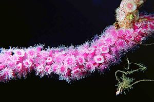 jewel anemone (Corynactis haddoni)