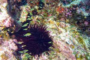 purple urchin Centrostephanus rodgersii and demoiselles