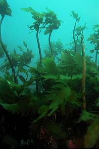 stalked kelp Ecklonia radiata