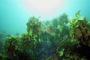 stalked kelp Ecklonia radiata