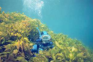 stalked kelp Ecklonia radiata