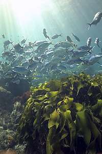 resting trevally