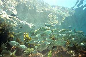 trevally school (Pseudocaranx dentex)