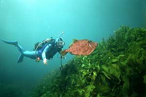 large leatherjacket (Parika scaber)