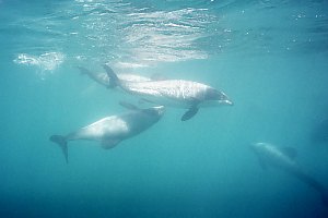 f026418: young Hectors dolphins playing