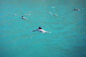 f026505: pod of Hectors dolphins resting