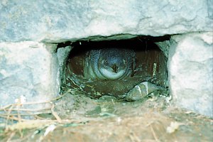 f026819: penguin in garden drain