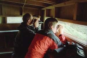 f026831: penguin watching from a hide