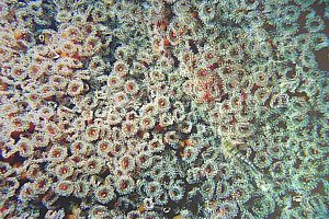 jewel anemone (Corynactis haddoni)