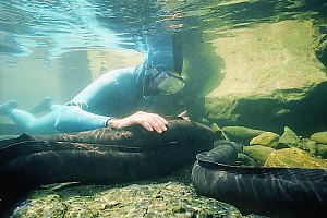 f027507: diver strokes large longfinned eel