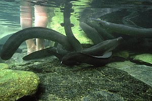 f027728: eels surrounding your legs