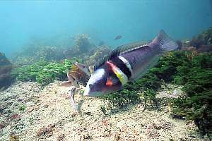 f028705: old male sandagers wrasse (Coris sandageri)