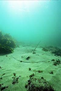 Stingray, sand and light