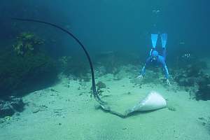 Longtailed stingray (Dasyatis thetidis)