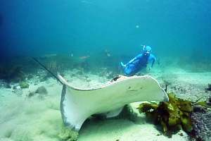 f029214: long tailed stingray (Dasyatis tethidis)