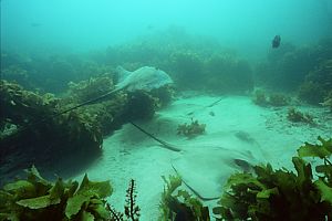 Longtailed stingrays often rest together