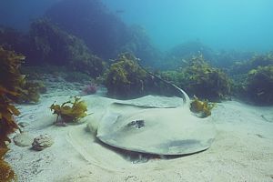 Long-tailed stingray turning