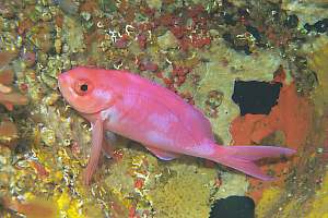 young pink moamao sleeping Caprodon longimanus