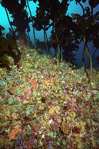 sessile filterfeeders under the kelp canopy