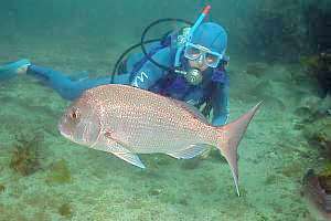 snapper or sea bream (Pagrus auratus)