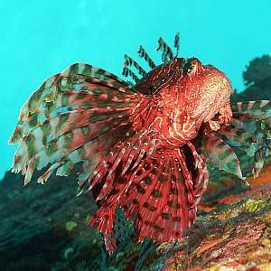 f030937: gaudy frills of lion fish