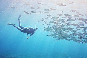 f031026: a snorkeldiver approaches grey knifefish