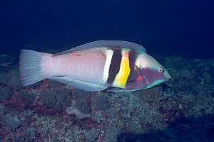 f031107: Sandagers king wrasse Coris sandageri