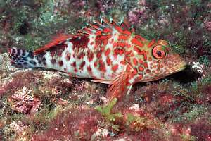 f031221: splendid hawkfish (Cirrhitus splendens)