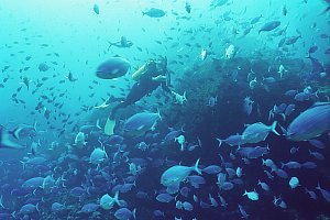 f031312: a diver surrounded by blue maomao