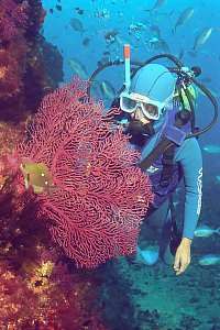 f031318: a diver inspects a large gorgonean