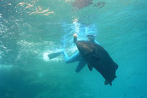 f031607: large male spotted black grouper and diver