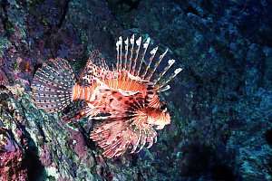 f031819: lion fish Pterois volitans