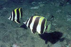 f032002: a bonded pair of Lord Howe coral fish