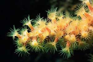 f032823: colonial zoanthid anemones