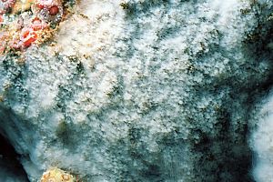 jellyfish polyps on a bare rock