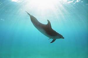 f034306: A male bottlenose dolphin