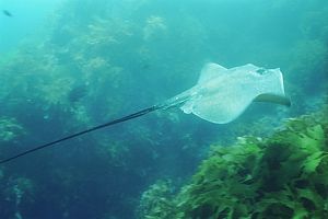 Long-tailed stingray