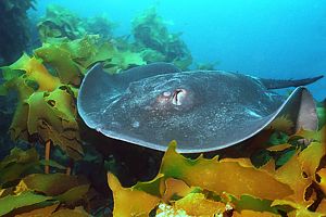 Short-tailed stingray skimming the kelp canopy